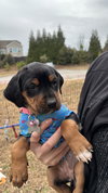 Moonshot - Lottery Litter