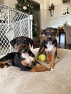 Moonshot - Lottery Litter