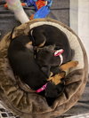 Moonshot - Lottery Litter