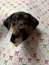 Moonshot - Lottery Litter - Photo 12