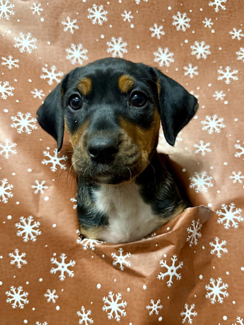 MOONSHOT - LOTTERY LITTER - Hound available for adoption