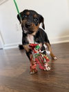 Moonshot - Lottery Litter - Photo 4