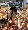 Serendip - Lottery Litter