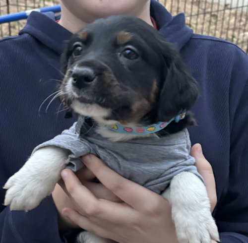 Gambler - Lottery Litter