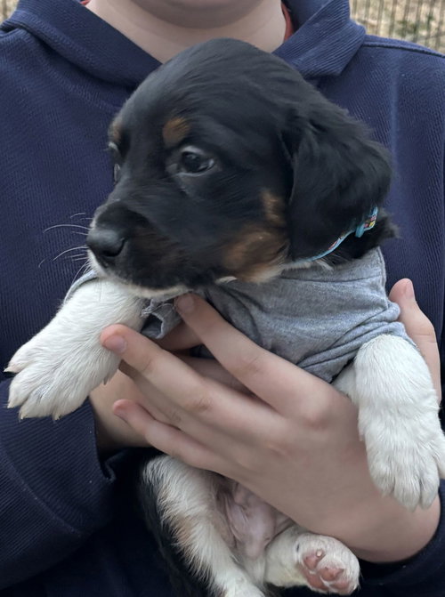 GAMBLER - LOTTERY LITTER - Hound available for adoption