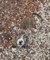 Fritz - Photo 9