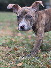 Fritz - Photo 8