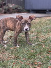 Fritz - Photo 10