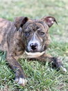 Fritz - Photo 1