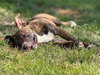 Fritz - Photo 3