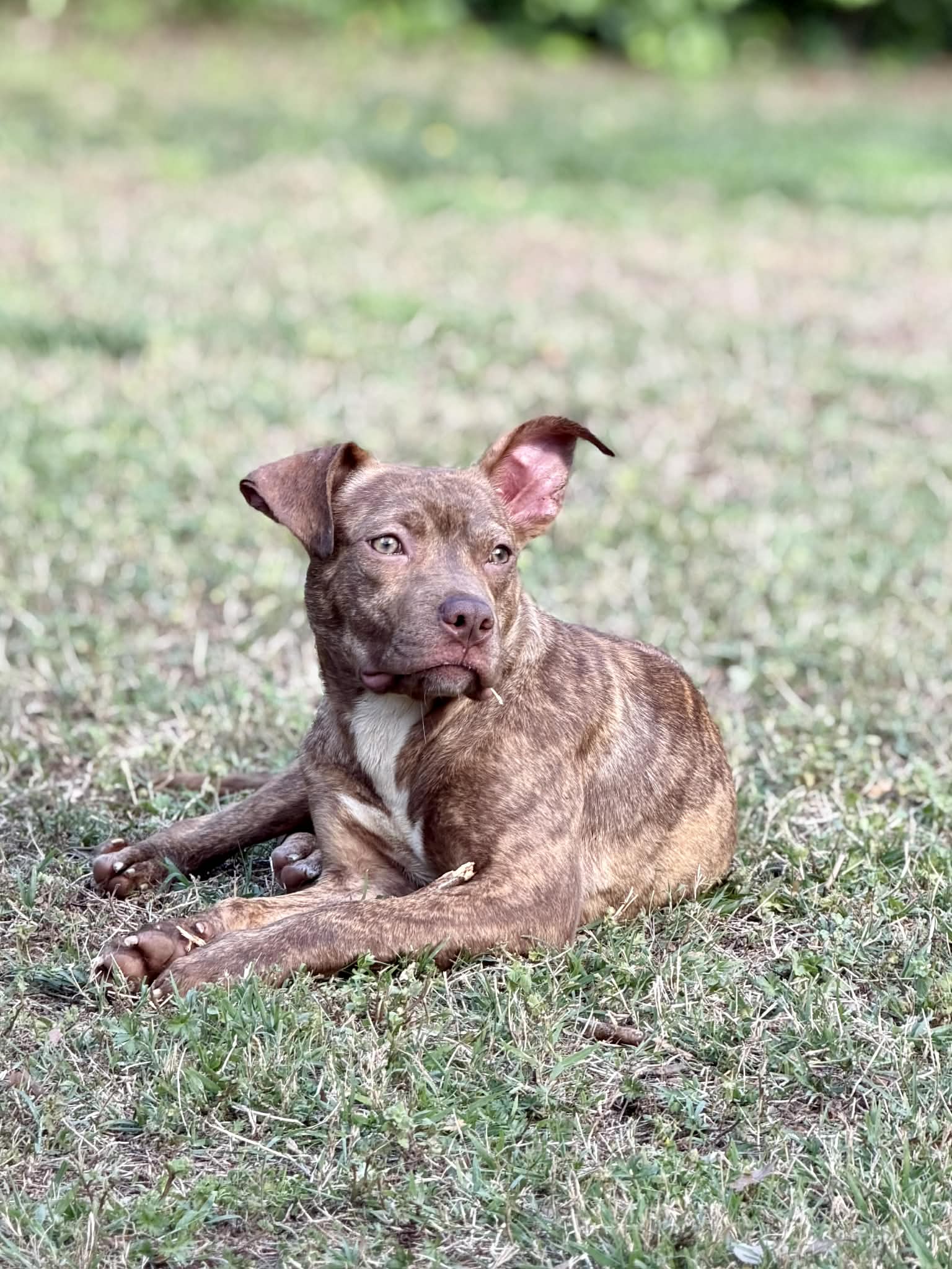 Clara Image