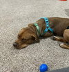 Scooby - Photo 5