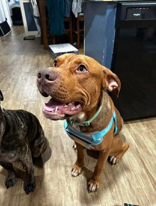 picture of the dog needing adoption
