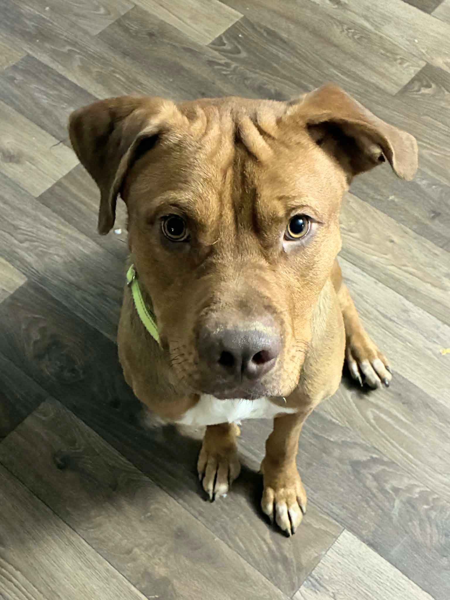 Scooby Image