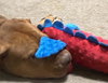 Scooby - Photo 4