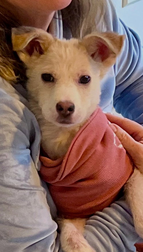 KARLIE - West Highland White Terrier Westie / Chihuahua available for adoption