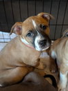 Nancy: Retired Lawyer Litter