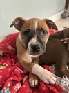 Nancy: Retired Lawyer Litter