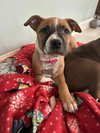Nancy: Retired Lawyer Litter