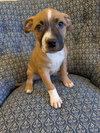 Nancy: Retired Lawyer Litter