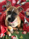 Nancy: Retired Lawyer Litter