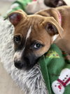 Nancy: Retired Lawyer Litter