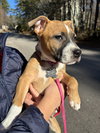 Nancy: Retired Lawyer Litter