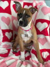 Nancy: Retired Lawyer Litter
