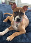 Nancy: Retired Lawyer Litter