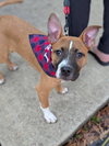 Nancy: Retired Lawyer Litter