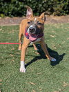 Nancy: Retired Lawyer Litter