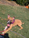 Nancy: Retired Lawyer Litter