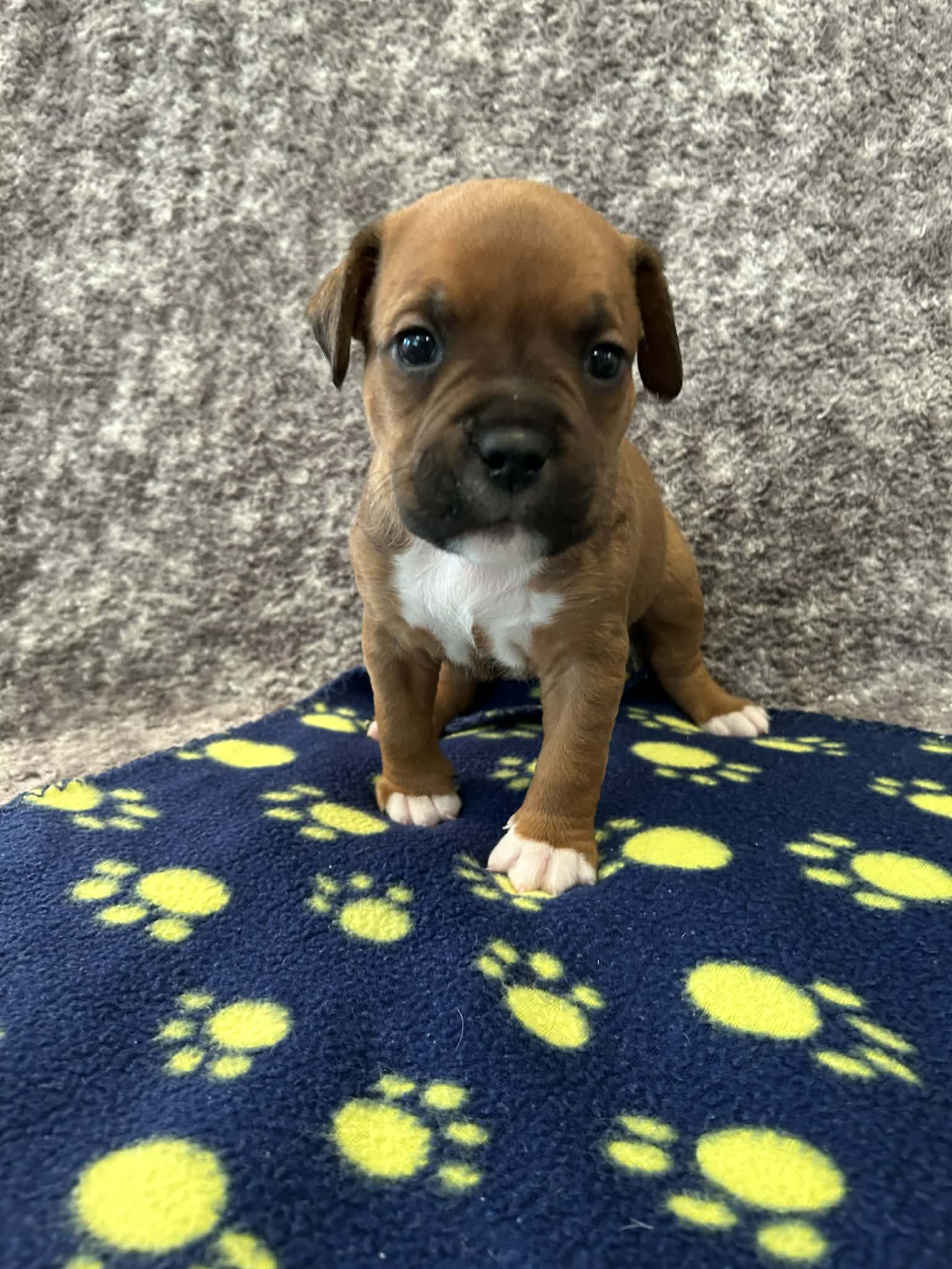 Aaron - Golden Hour Litter Image