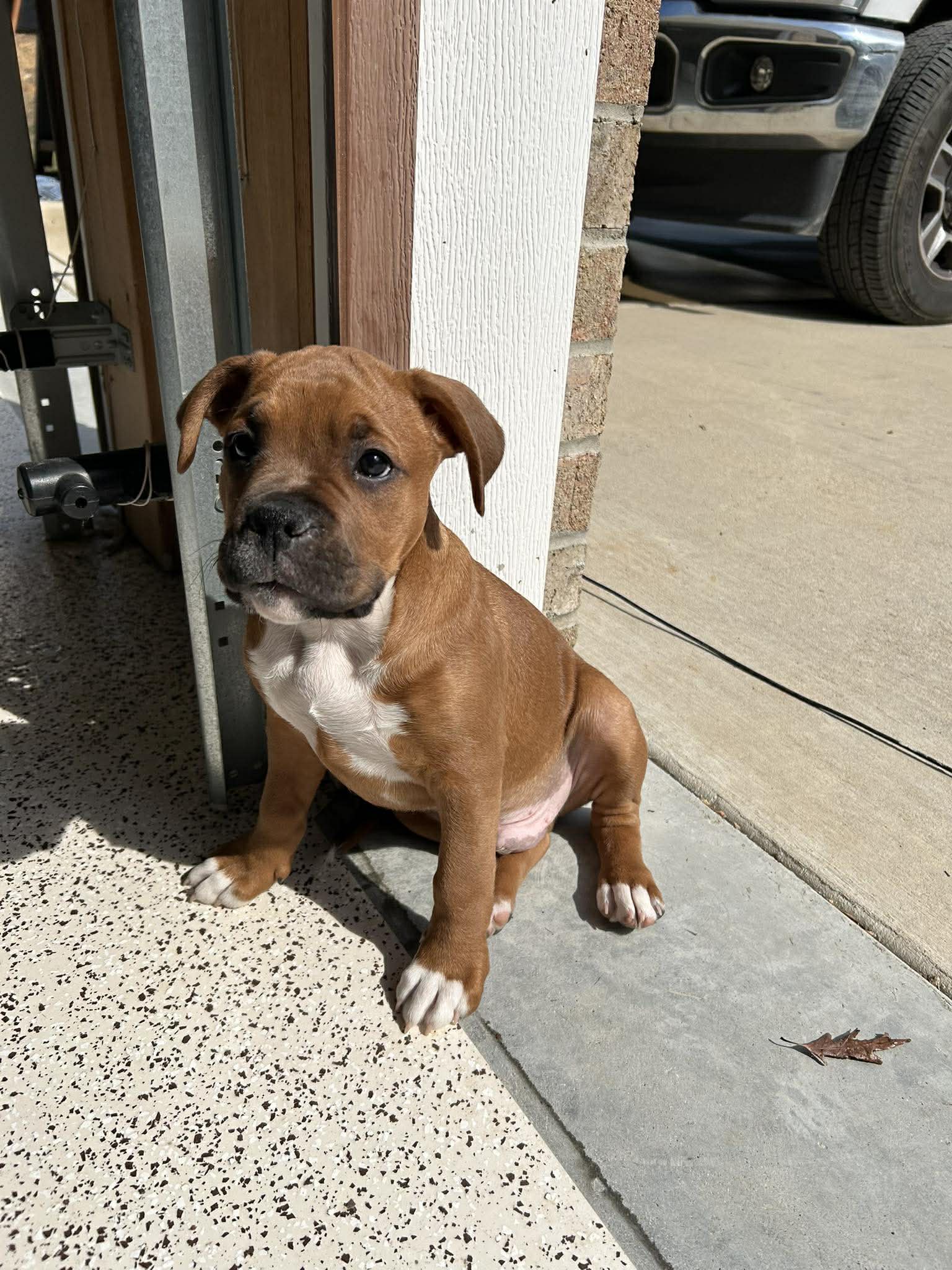 Caleb - Golden Hour Litter Image