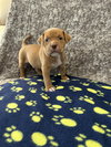 Nicholas - Golden Hour Litter