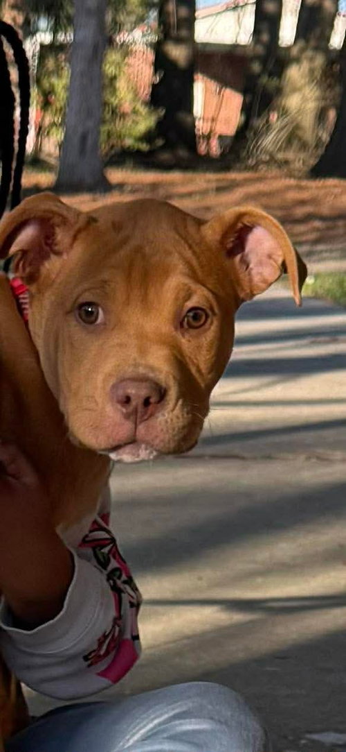 picture of the dog needing adoption