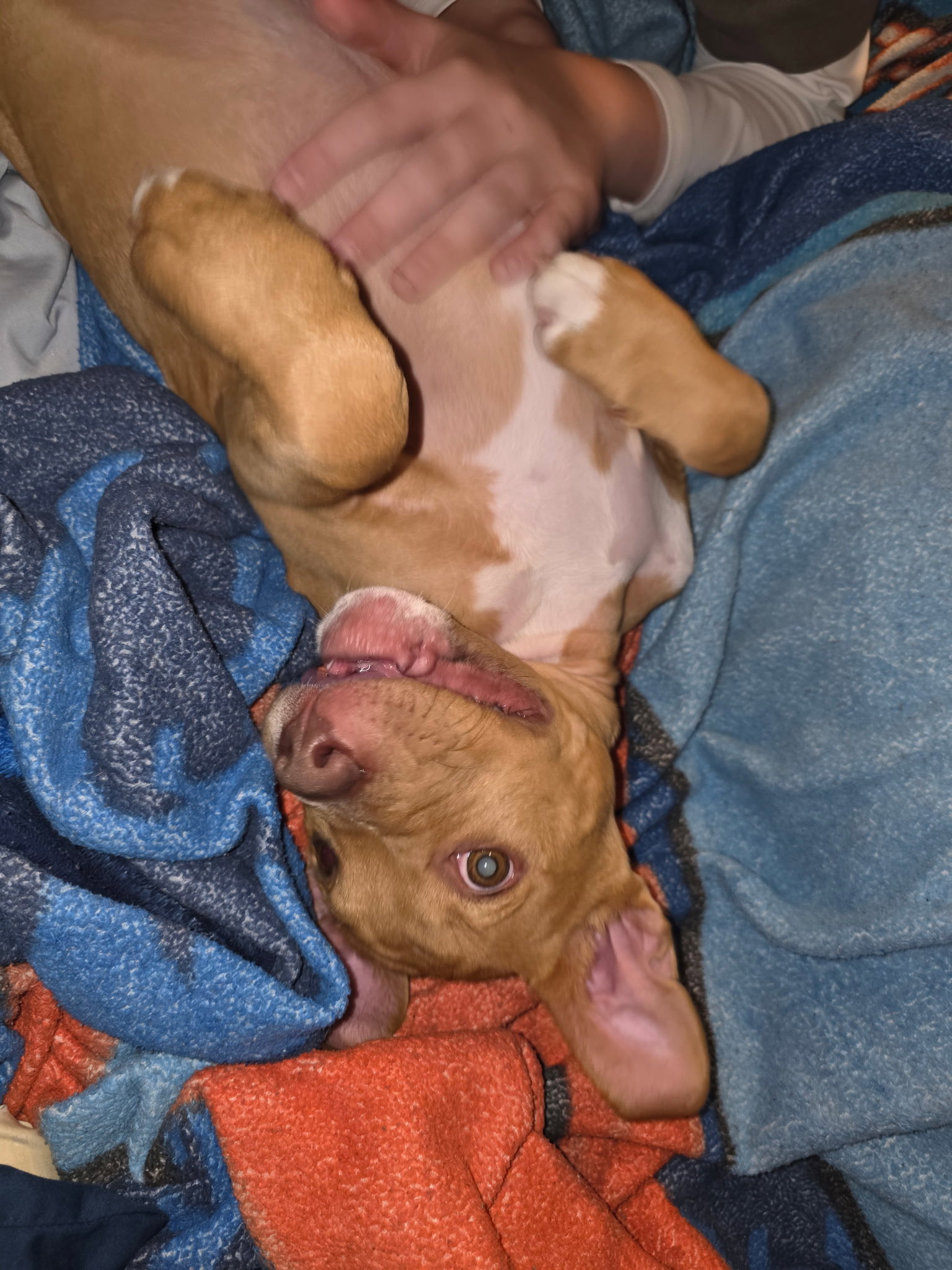 Nicholas - Golden Hour Litter Image