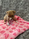 Ivy - Golden Hour Litter
