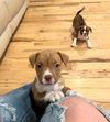 Ivy - Golden Hour Litter