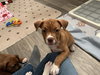 Ivy - Golden Hour Litter