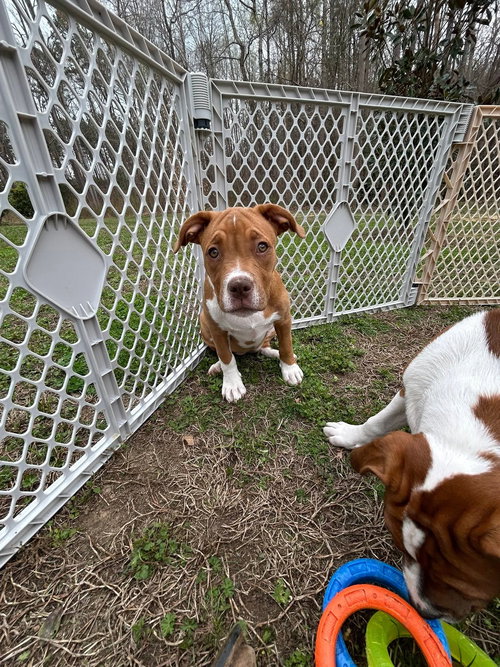 picture of the dog needing adoption