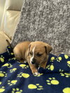 Hudson - Golden Hour Litter