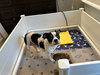 Holly - Golden Hour Litter Mama