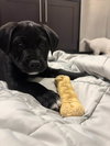 George - Labby Litter