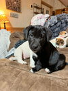 George - Labby Litter