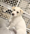 Louie - Labby Litter - Photo 10