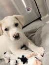 Louie - Labby Litter - Photo 8