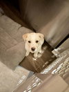 Louie - Labby Litter - Photo 11