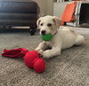 Louie - Labby Litter - Photo 9