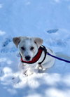 Louie - Labby Litter - Photo 7